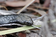 19 - Lake St Clair NP (5) - Tiger Snake